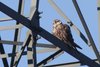 Falco_sacro_Hortobagy_18_10_2011_7722sf