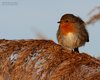 Pettirosso_San_Giuliano_parco_21_12_2011_0810sf