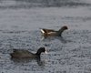 Folaga_Gallinella_d_acqua_Vallesina_7_4_2014_7308sf
