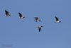 Oca_facciabianca_volo_Olanda_13_2_2015_2798sf