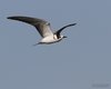 Mignattino_comune_volo_Seno_Tessera_4_8_2012_6078sf