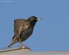 Storno_San_Giuliano_24_3_2010_6536sf