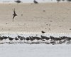 Piovanello_maggiore_Piovanello_pancianera_Sacca_Scardovari_2016_09_10_4665sf