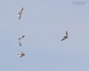 Zigolo_delle_nevi_volo_Bocca_di_Selva_31_1_2015_4466sf