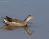 Gallinella_d_acqua_Delta_del_Po_27_8_2012_0188sf