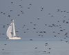 Folaga_volo_Lido_Campanello_5_1_2013_++++^3544sf1600