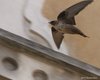 Rondine_montana_volo_Treviso_16_5_2010_1795sf