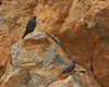 Passero_solitario_Sistiana_31_7_2009_8101sf