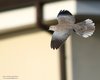 Tortora_dal_collare_volo_Favaro_13_4_2015_4564sf