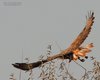 Poiana_codabianca_volo_Hortobagy_17_10_2011_7163sf
