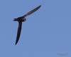 Rondone_comune_volo_Punta_Sabbiani_24_5_2015_6300sf