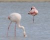 Fenicottero_minore_Fenicottero_Camargue_Francia_21_6_2016_1891sf