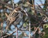 Passera_sarda_Sacca_Scardovari_6_2_2016_2901sf