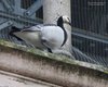 Oca_facciabianca_Candelù_4_6_201_++++^1643sf