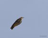 Tottavilla_volo_Coussouls_De_Crau_Francia_20_6_2016_8964sf