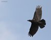 Corvo_imperiale_volo_Riserva_Cornino_13_7_2013_3103sf