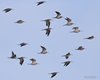 Totano_moro_volo_Palude_Cona_30_9_2016_7457sf