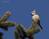 Cincia_dal_ciuffo_Trnovo_Slovenia_20_11_2011_9169sf