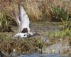 Pivieressa_volo_Laguna_nord_Venezia_24_9_2016_9573sf