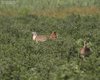 Otarda_coppia_Tadten_11_6_2014_2816sf