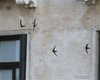Rondone_pallido_volo_Venezia_30_7_2016_1094sf
