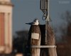 Gavina_americana_Venezia_14_3_2007_3892sf