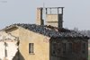 Piccione_domestico_Sacca_Scardovari_6_2_2016_2483sf