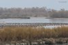 Volpoca_Germano_reale_Valle_Grassabo_10_1_2017_3130sf