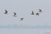 Piovanello_pancianera_volo_Laguna_sud_di_Venezia_12_2_2017_1667sf