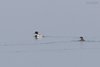 Smergo_minore_Laguna_sud_di_Venezia_12_2_2017_1633sf