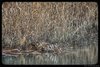 Tarabuso_habitat_Jesolo_10_1_2017_3484-01sf
