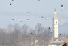 Zigolo_della_Lapponia_Allodola_volo_Mereto_del_Tomba_28_1_2017_8063sf