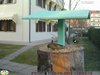 Verdone_Cinciallegra_Favaro_29_12_2016_1213sf