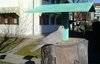 Tortora_dal_collare_Verdone_Favaro_5_1_2016_0790sf