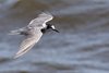 Mignattino_comune_volo_Sacca_Scardovari_11_8_2017_1222sf