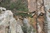 Grifone_volo_Spagna_Monfrague_Salto_del_Gitano_22_5_2017_5964sf