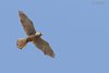 Gheppio_volo_lucertola_Gaggio_3_6_2017_9691sf