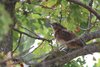 Torcicollo_San_Giuliano_parco_19_8_2017_6339sf