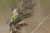 Regolo_Sacca_Scardovari_29_10_2016_2805sf