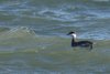 Svasso_cornuto_Bagni_Panzano_16_12_2016_3873sf