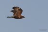 Poiana_volo_Chioggia_6_2_2016_1424sf
