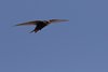 Rondone_comune_volo_Spagna_Monroy_24_5_2017_4277sf