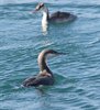 Strolaga_mezzana_Duino_16_12_2016_3596sf