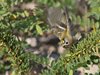Regolo_ali_Sacca_Scardovari_29_10_2016_3341sf