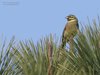 Zigolo_nero_Lido_di_Venezia_25_3_2017_0947sf