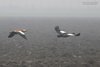Oca_egiziana_Casarca_volo_Sindacale_25_11_2017_8739sf