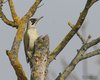 Picchio_verde_San_Giuliano_parco_17_3_2017_9834sf