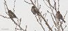 Organetto_minore_Lido_di_Venezia_30_12_2017_8472sf