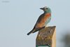 Ghiandaia_marina_Coussouls_de_Crau_19_6_2016_5968sf