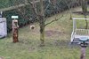 Verdone_Cinciallegra_Passera_d_Italia_Tortora_dal_collare_Favaro_8_12_2017_4952sf